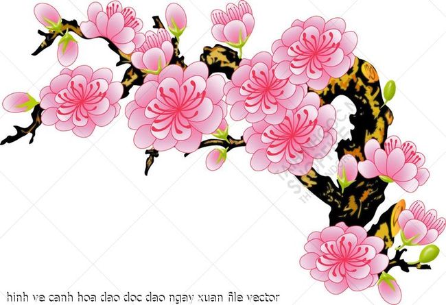 hinh ve canh hoa dao doc dao ngay xuan file vector